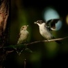 Lejsek belokrky - Ficedula albicollis - Collared Flycatcher 6138